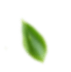 Ornamen Daun