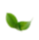 Ornamen Daun